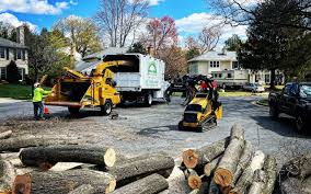 Best Tree Mulching Services  in Spring Creek, NV