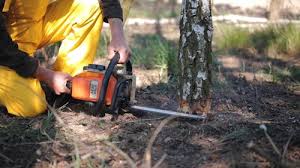 Best Tree and Shrub Care  in Spring Creek, NV