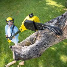 Best Stump Grinding and Removal  in Spring Creek, NV