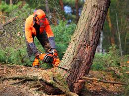 Why Choose Our Tree Removal Services in Spring Creek, NV?