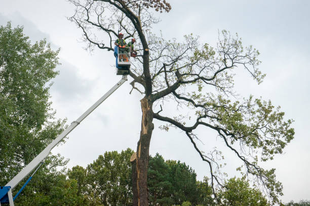  Spring Creek, NV Tree Services Pros